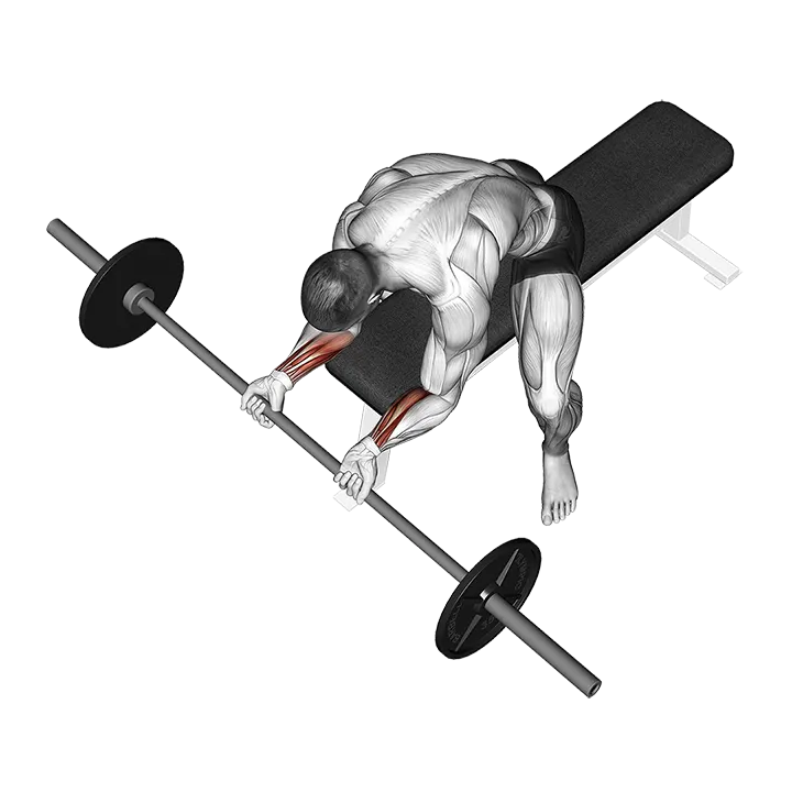 Barbell Wrist Curl exercise animation (Male)
