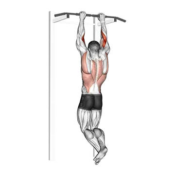Brachialis Pull-up