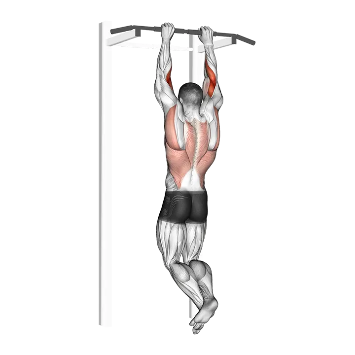 Brachialis Pull-up exercise animation (Male)