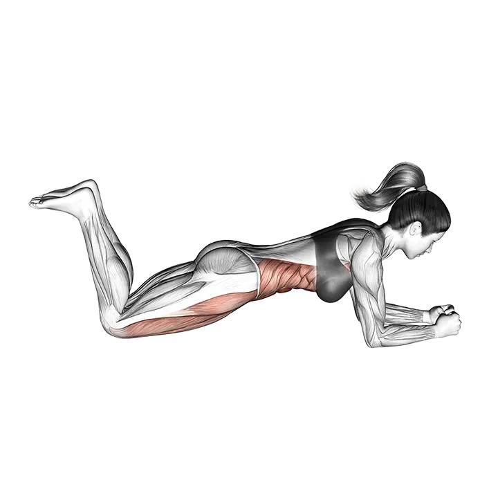 Bridge (on knees) exercise animation (Female)