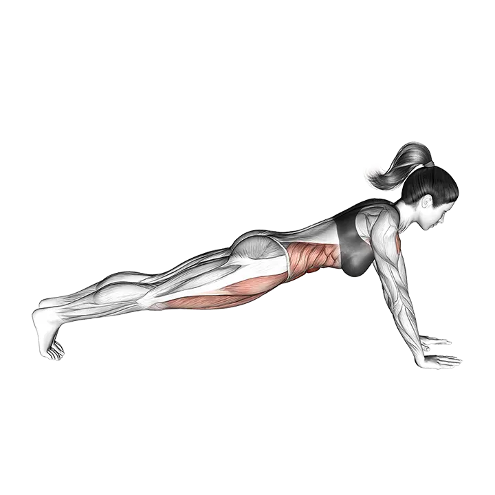 Bridge (straight arm) exercise animation (Female)