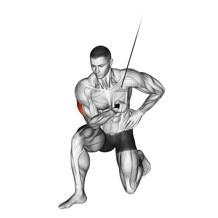 Cable Concentration Extension (on knee) exercise animation (Male)