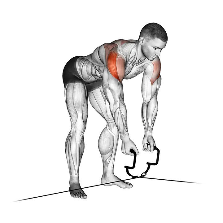 Cable Cross-over Revers Fly exercise animation (Male)
