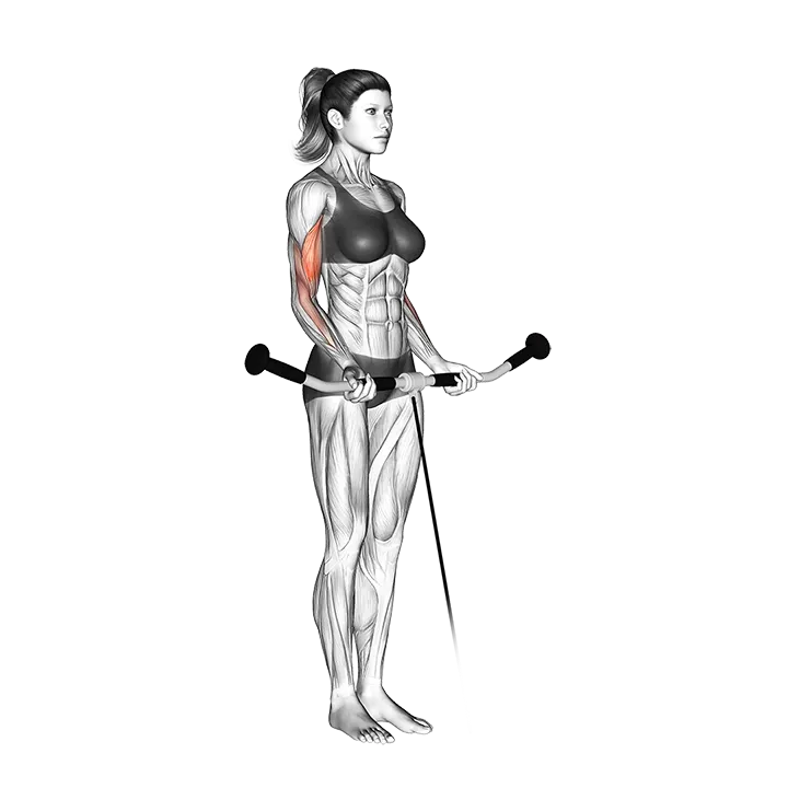 Cable Curl exercise animation (Female)