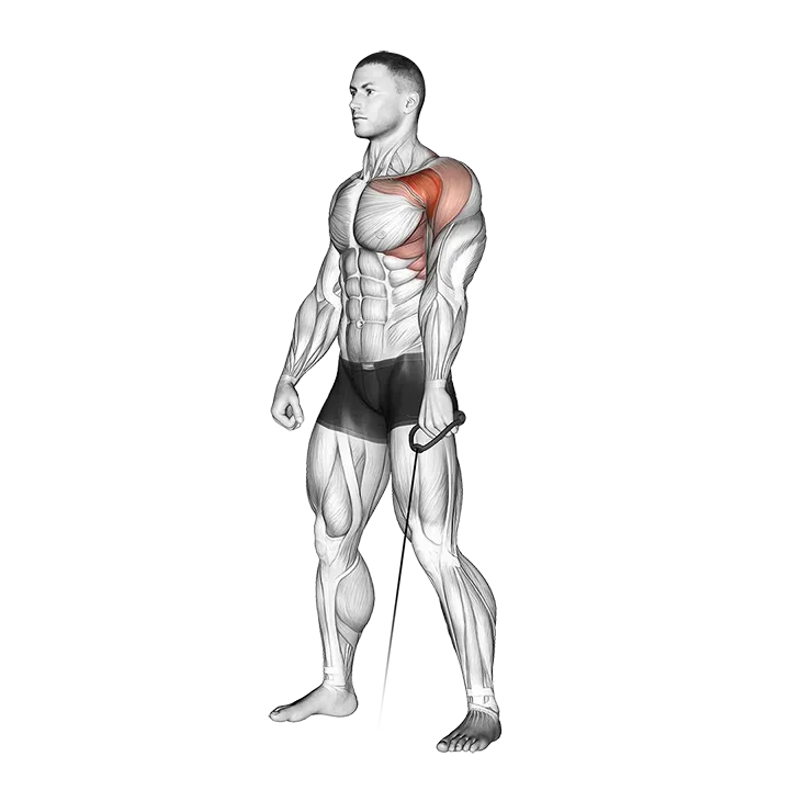 Cable Forward Raise exercise animation (Male)