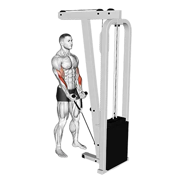 Cable Hammer Curl (with rope)