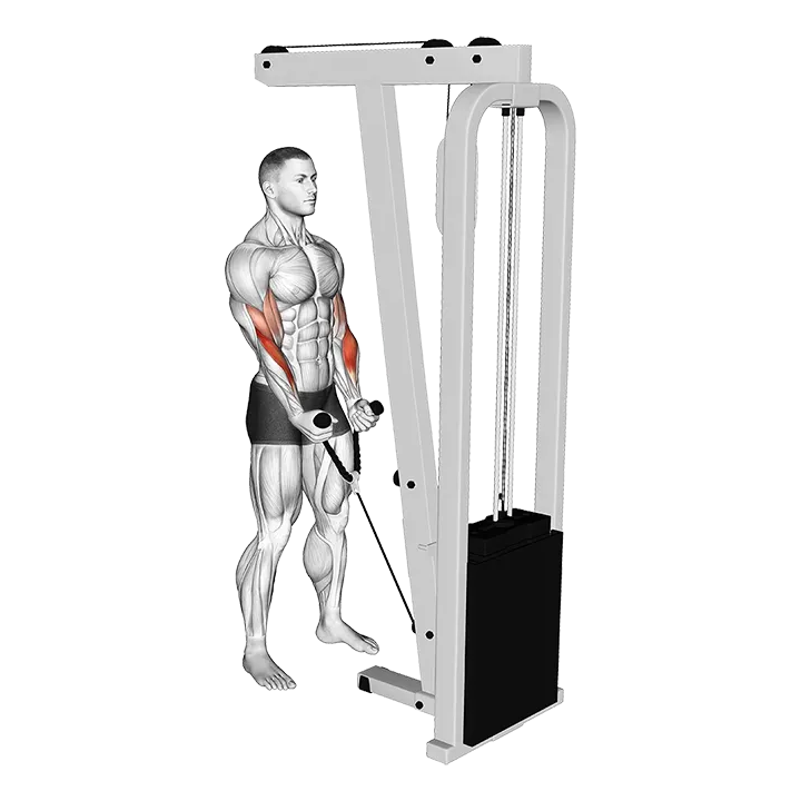 Cable Hammer Curl (with rope) exercise animation (Male)