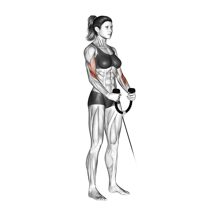 Cable Hammer Curl exercise animation (Female)