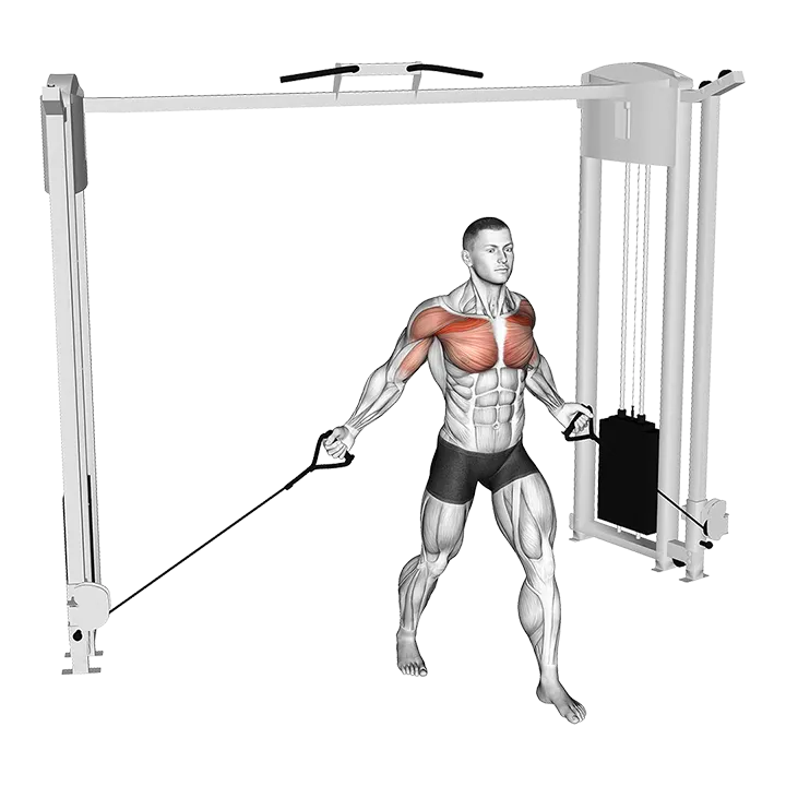 Cable Low Fly exercise animation (Male)
