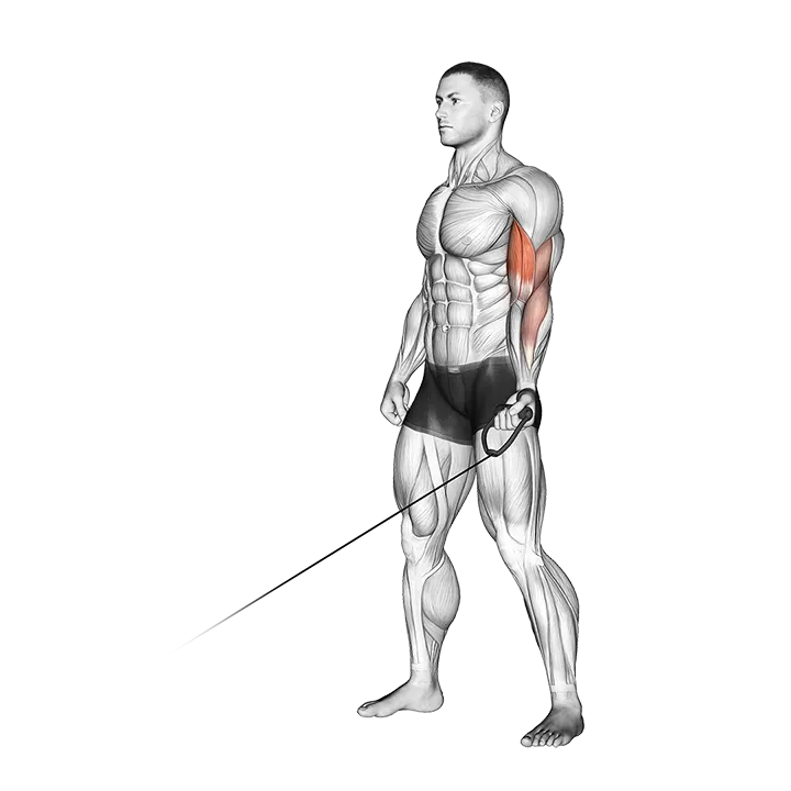 Cable One Arm Curl exercise animation (Male)