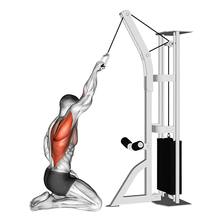 Cable One Arm Straight Back High Row (kneeling) exercise animation (Male)