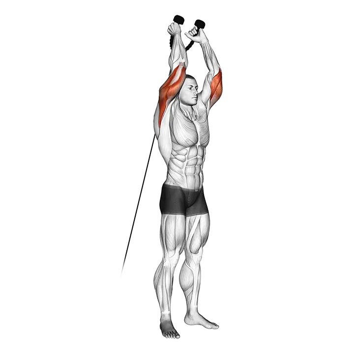 Cable Overhead Triceps Extension (rope attachment) exercise animation (Male)