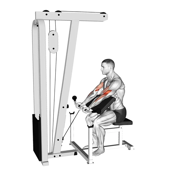 Cable Preacher Curl exercise animation (Male)
