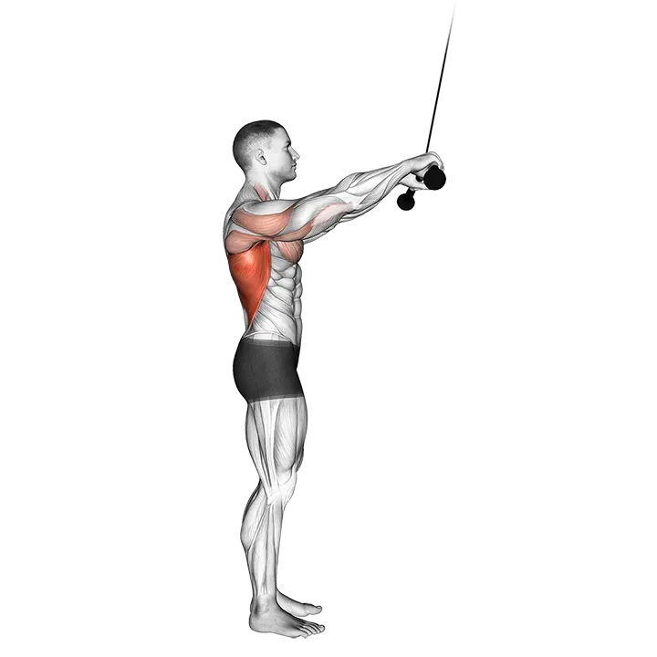 Cable Pushdown (straight arm) (version 2) exercise animation (Male)