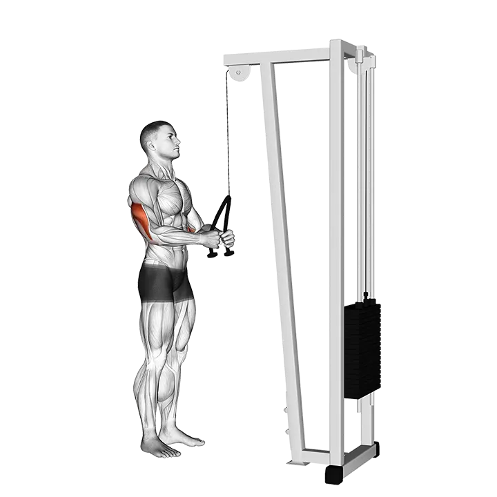 Cable Pushdown (with rope attachment) exercise animation (Male)