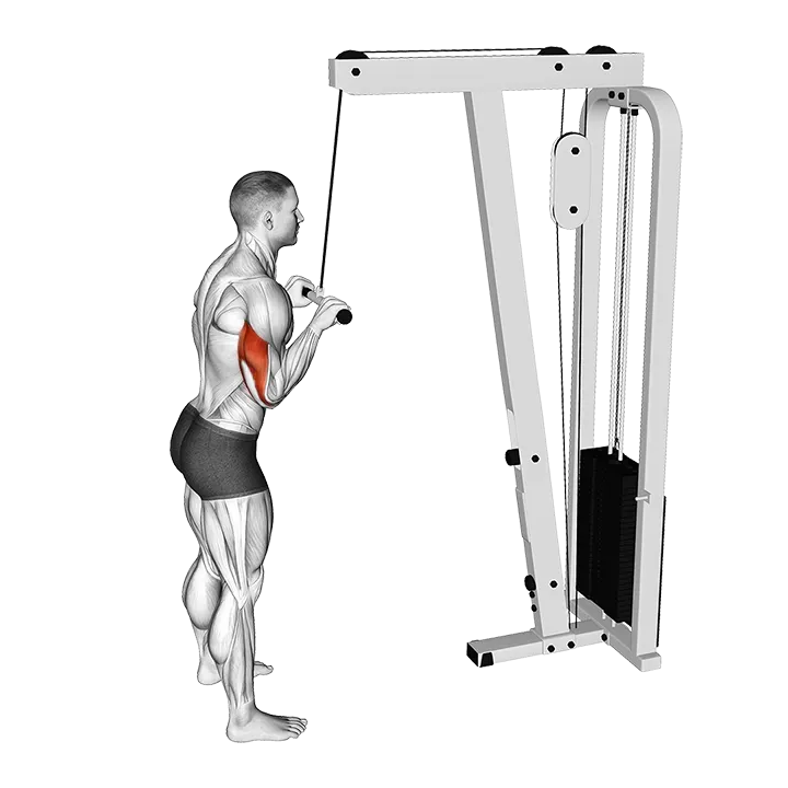 Cable Pushdown exercise animation (Male)