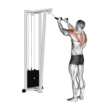 Cable Rear Delt Row (with rope)