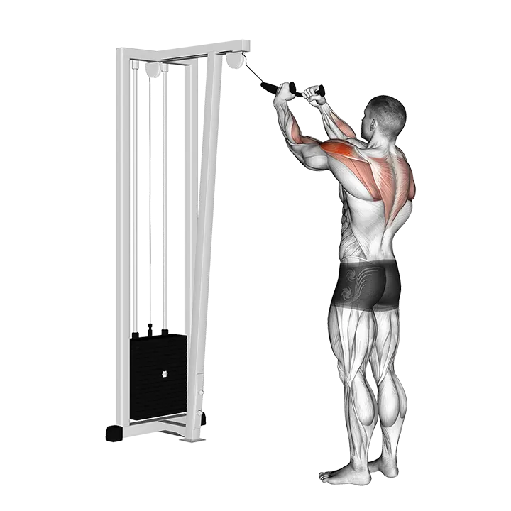 Cable Rear Delt Row (with rope) exercise animation (Male)