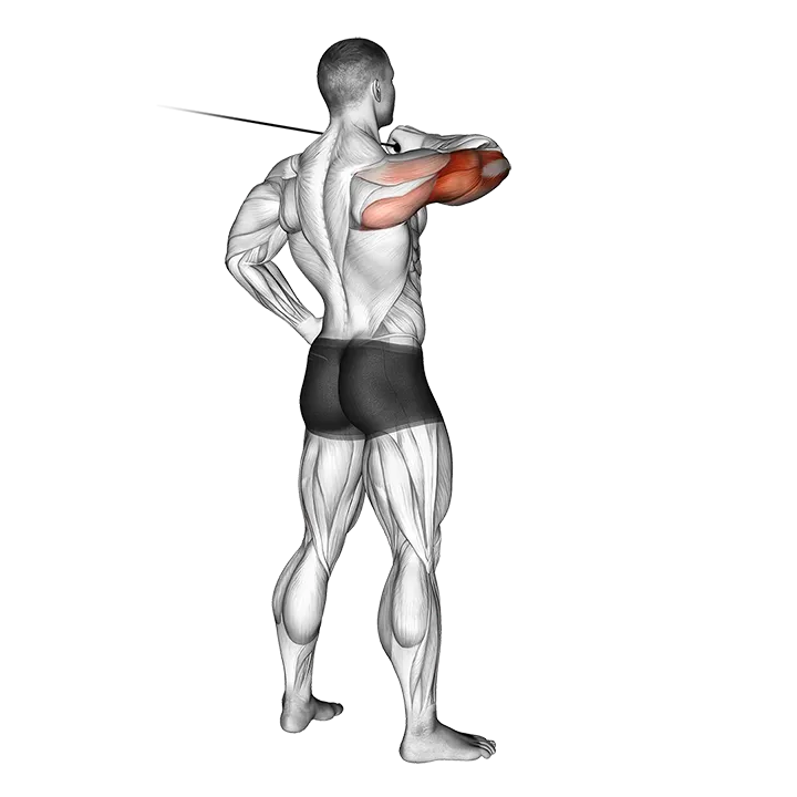 Cable Rear Drive exercise animation (Male)