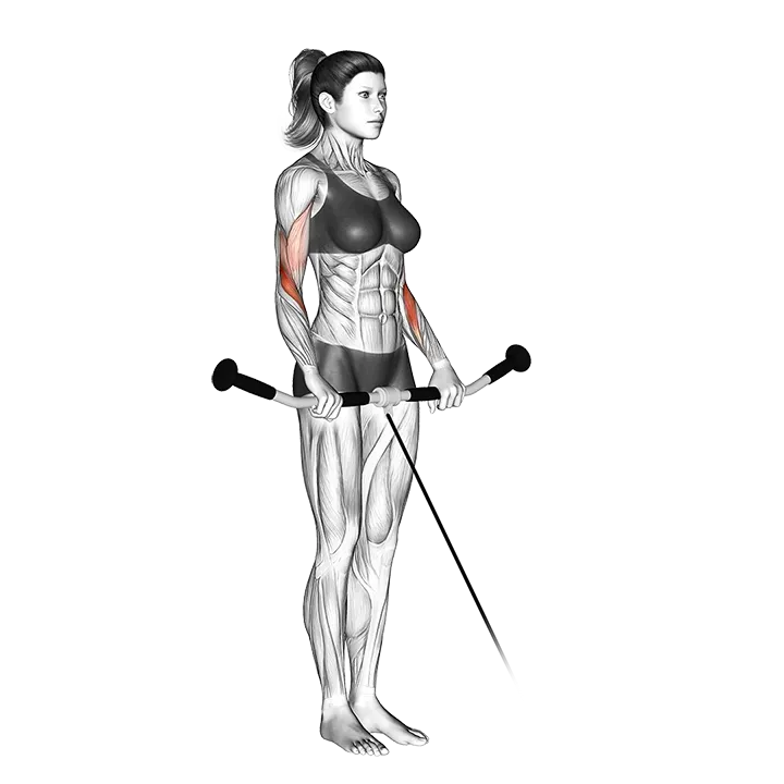 Cable Reverse Curl exercise animation (Female)