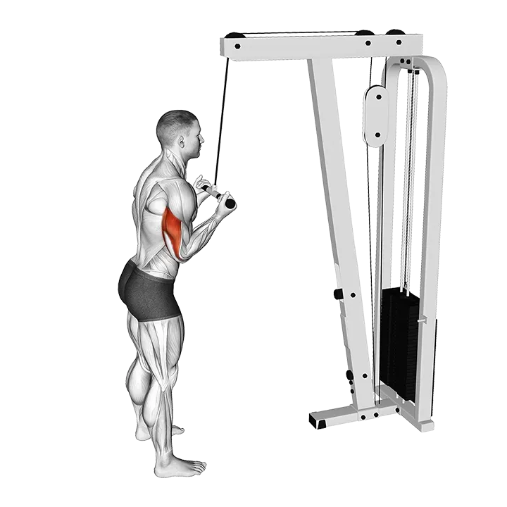 Cable Reverse-grip Pushdown exercise animation (Male)