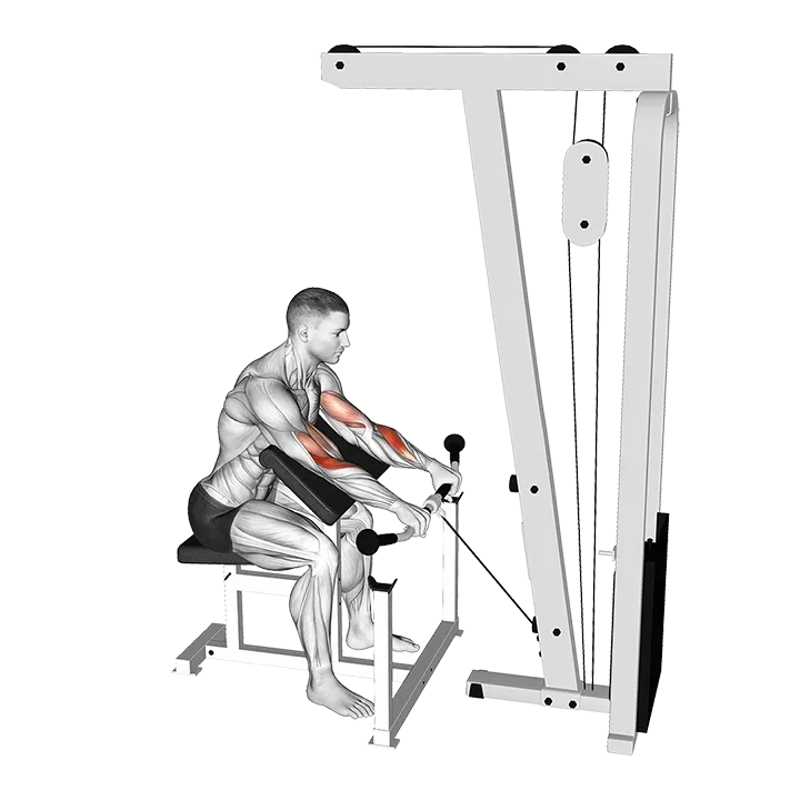 Cable Reverse Preacher Curl exercise animation (Male)