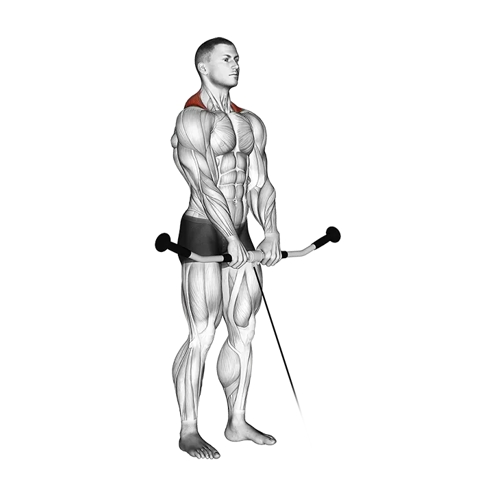 Cable Shrug exercise animation (Male)