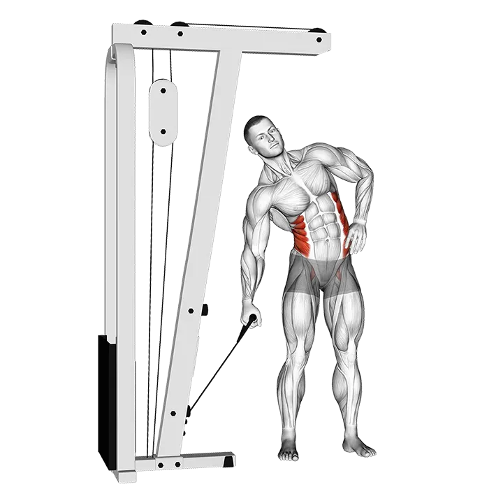 Cable Side Bend exercise animation (Male)