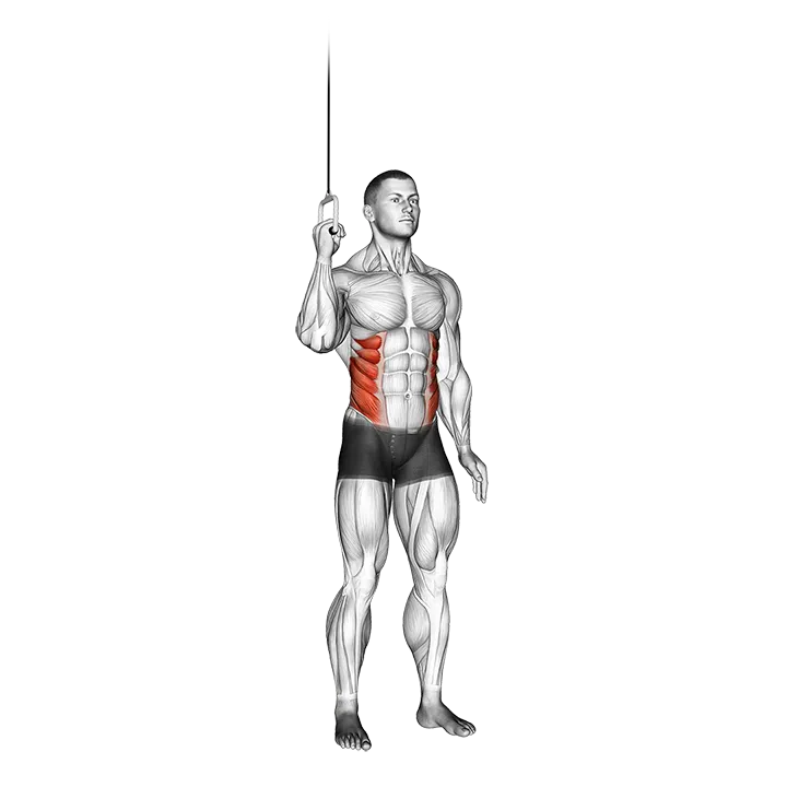 Cable Side Crunch exercise animation (Male)