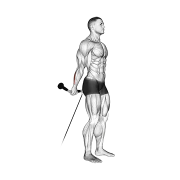 Cable Standing Back Wrist Curl