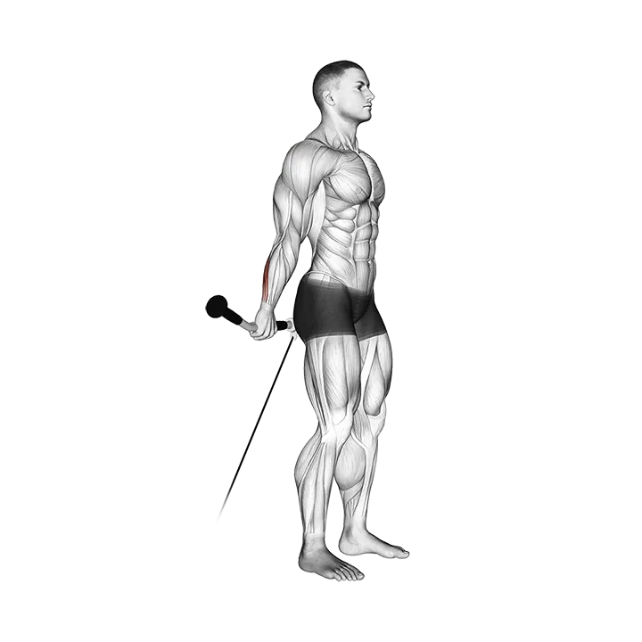 Cable Standing Back Wrist Curl exercise animation (Male)