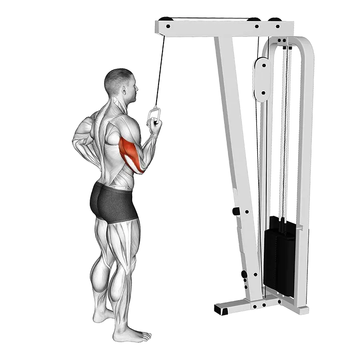 Cable Standing One Arm Triceps Extension exercise animation (Male)