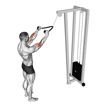 Cable Standing Pulldown (with rope)