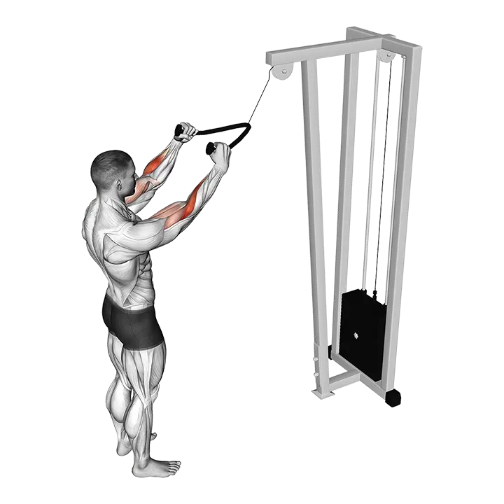 Cable Standing Pulldown (with rope) exercise animation (Male)