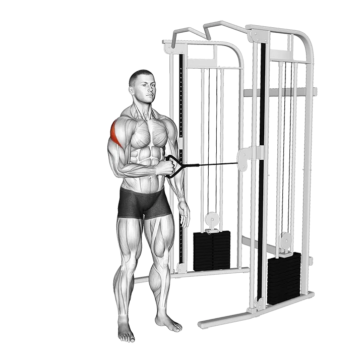 Cable Standing Shoulder External Rotation exercise animation (Male)