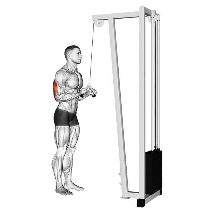 Cable Triceps Pushdown (V-bar) exercise animation (Male)