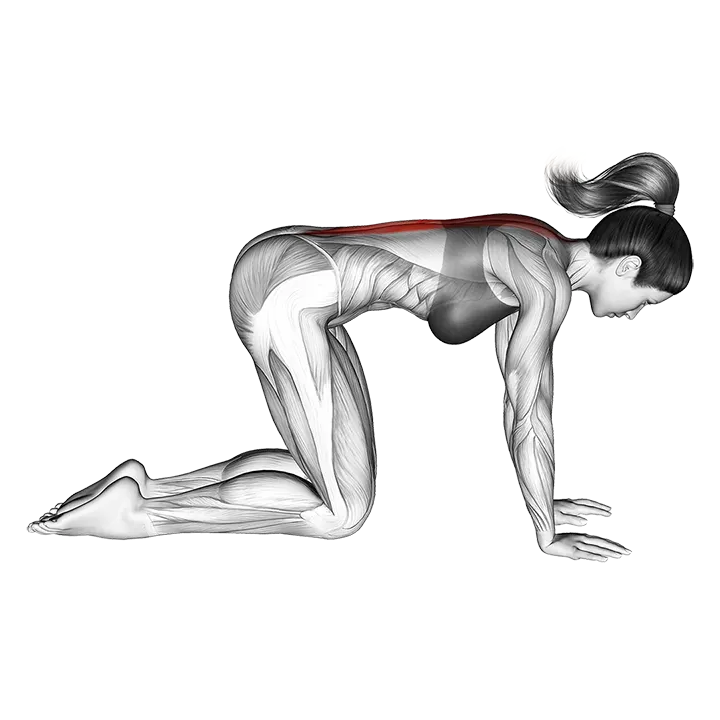 Cat Stretch exercise animation (Female)