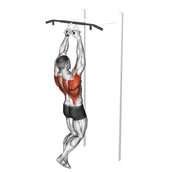 Chin-ups (narrow parallel grip) exercise animation (Male)