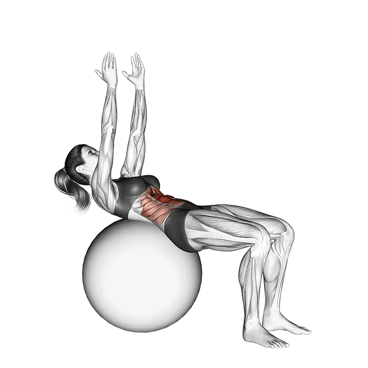 Crunch (on stability ball, arms straight) exercise animation (Female)