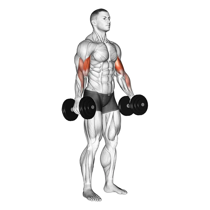 Dumbbell Alternate Biceps Curl exercise animation (Male)