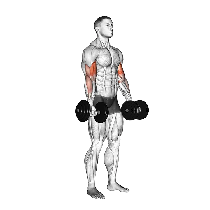 Dumbbell Biceps Curl exercise animation (Male)