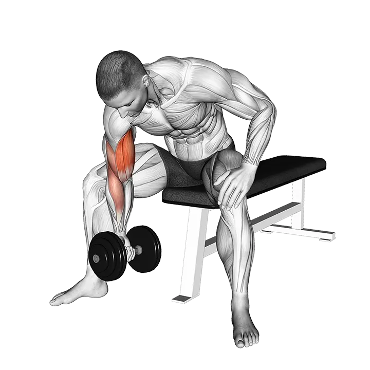 Dumbbell Concentration Curl exercise animation (Hombre)
