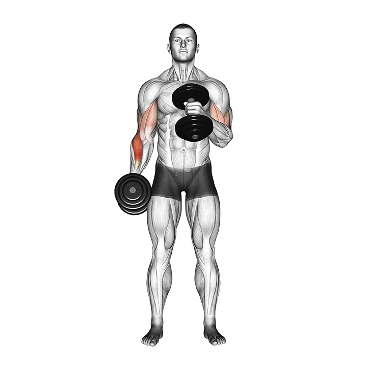 Dumbbell Cross Body Hammer Curl exercise animation (Hombre)