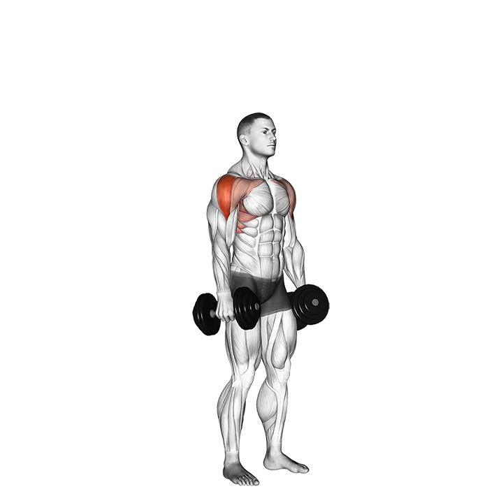 Dumbbell Cuban Press exercise animation (Male)