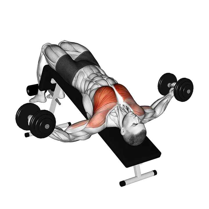 Dumbbell Decline Fly exercise animation (Male)