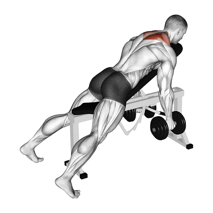 Dumbbell Decline Shrug (version 2) exercise animation (Male)