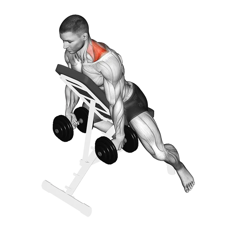 Dumbbell Decline Shrug exercise animation (Male)