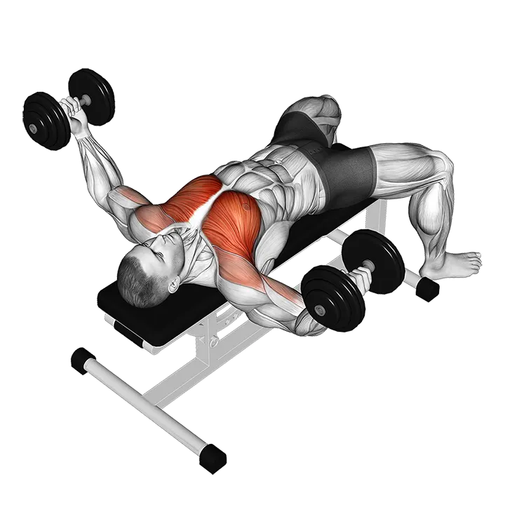 Dumbbell Fly exercise animation (Male)