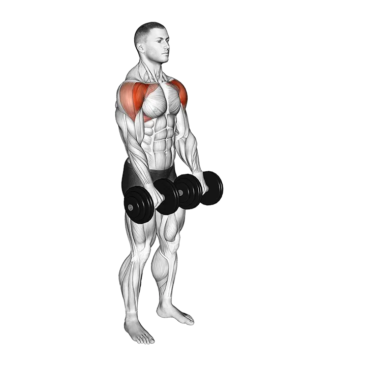 Dumbbell Front Raise exercise animation (Male)