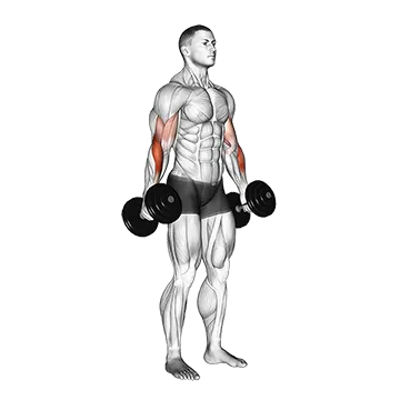 Dumbbell Hammer Curl (version 2)